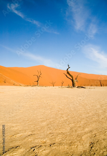 dead trees in the desert