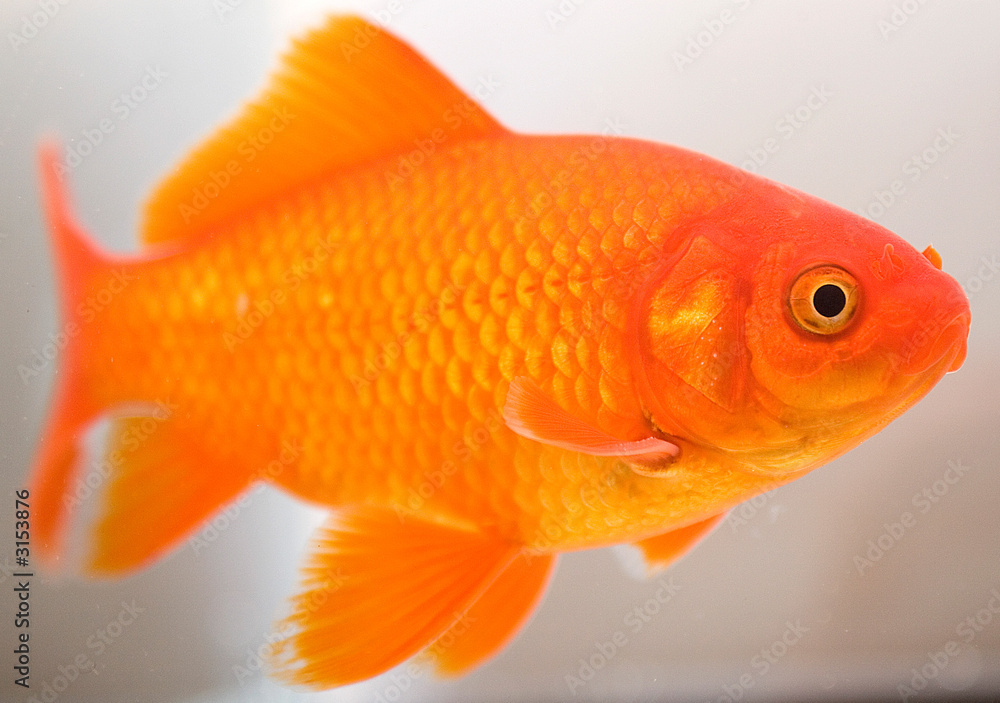 goldfish glowing brightly in the aquarium that is looking back at the camera goldfish glowing brightly in the aquarium that is looking back at the camera