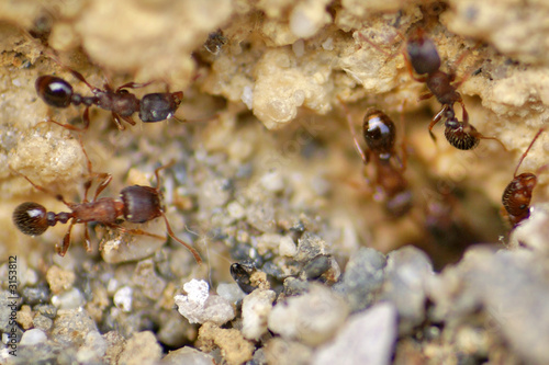 les fourmis au travail © Photo Passion