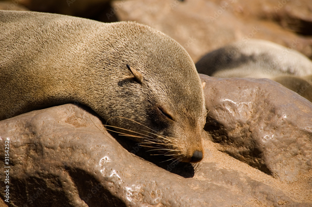 Obraz premium sleeping seal