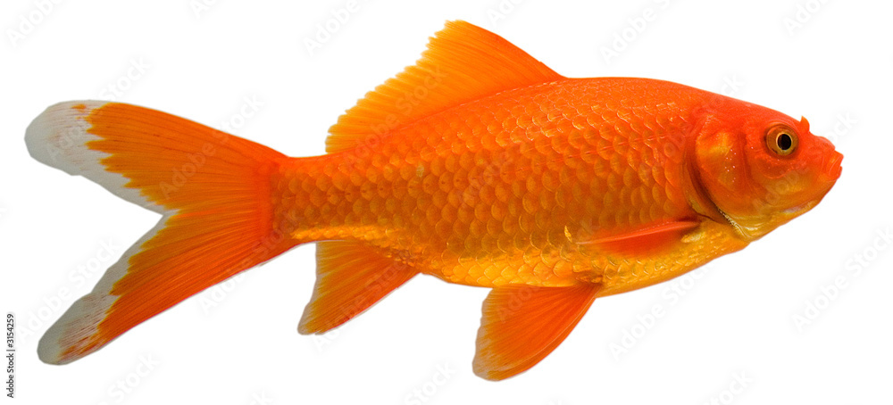 bright gold and orange colored type of goldfish called a comet on a white background