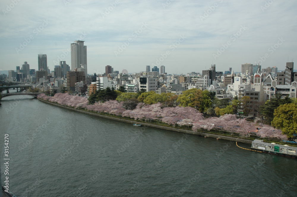 cherry blossoms in bloom