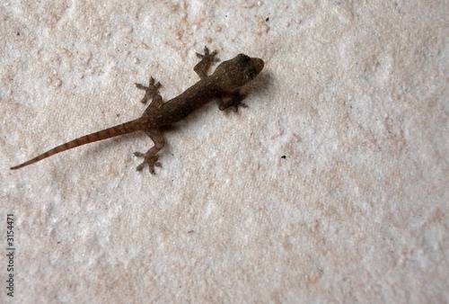 gecko