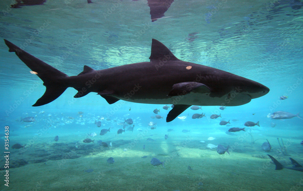 Fototapeta premium shark