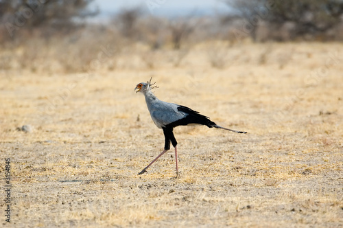 secretary bird on the hunt