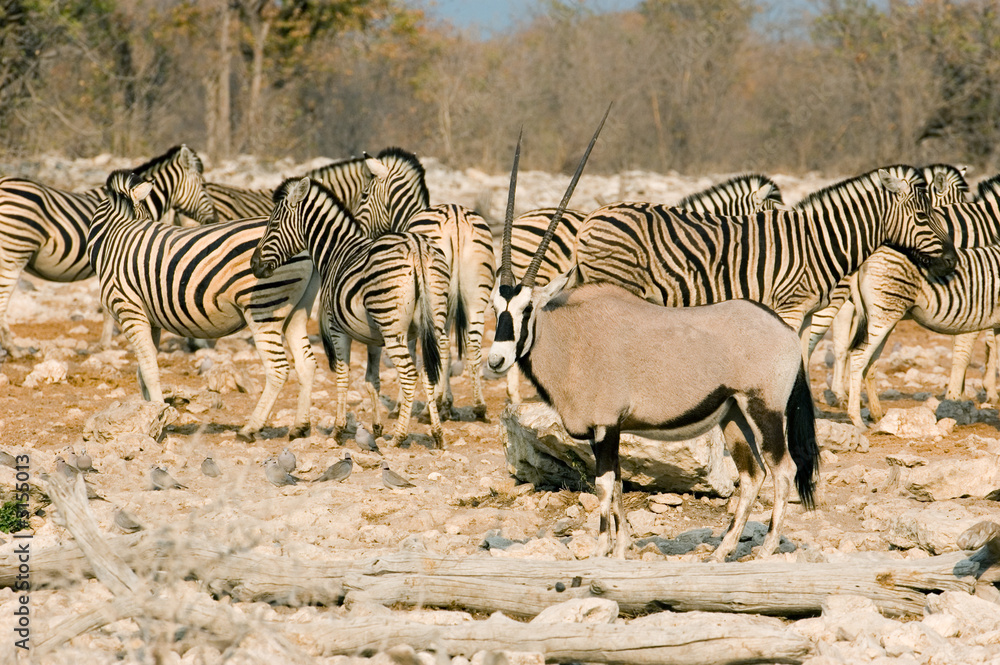 Obraz premium oryx and zebras