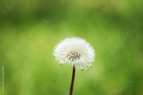 dandelion against green background in bright summer day