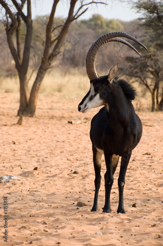 male sable antelope