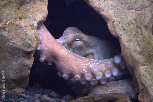 octopus © Marc Pinter