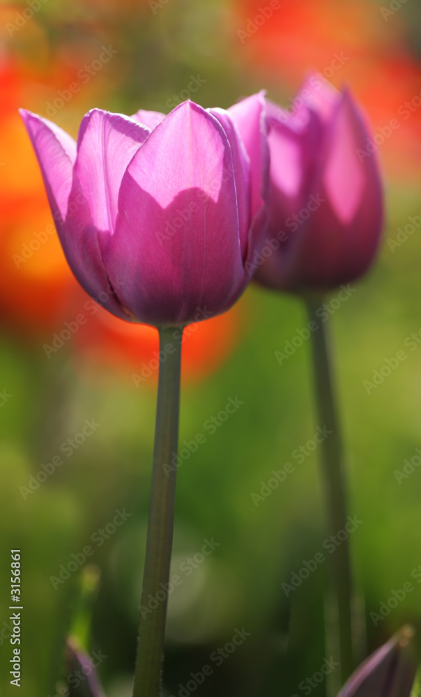 Fototapeta premium Violet tulips