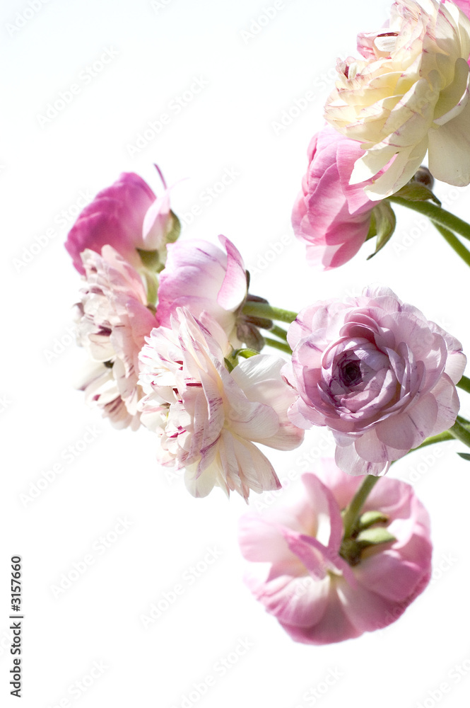 ranunculus_asiaticus ranunculus_asiaticus