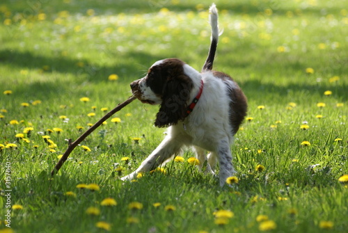 Obraz na płótnie springer spaniel with a stick