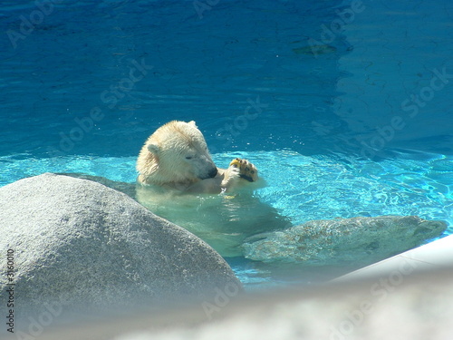 polar bear in french zoo