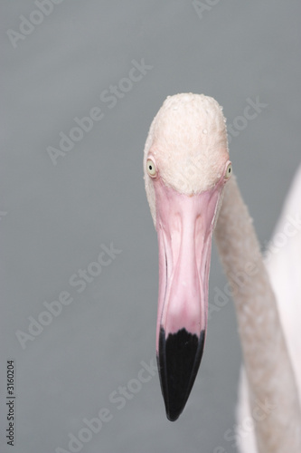 about sights of birds