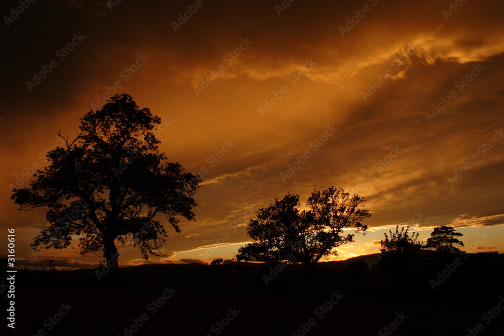 tree, sunset,