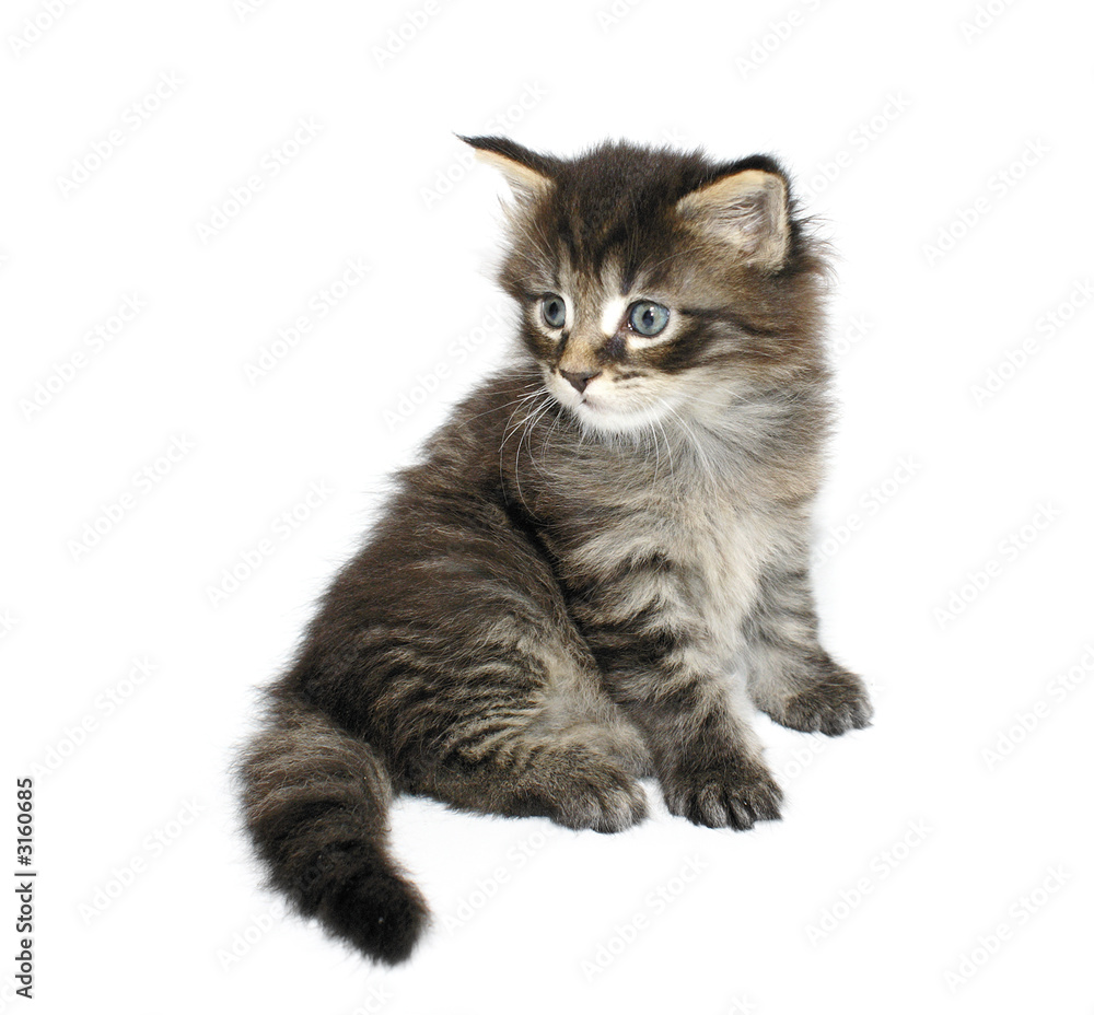young maine coon