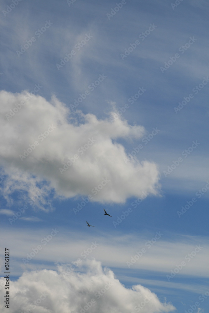 birds and clouds