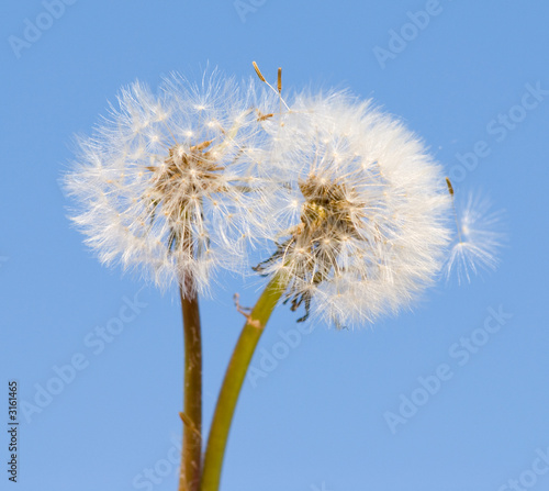 dandelions 1