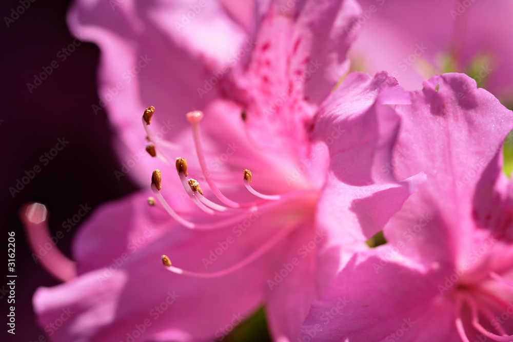 rhododendron pistils
