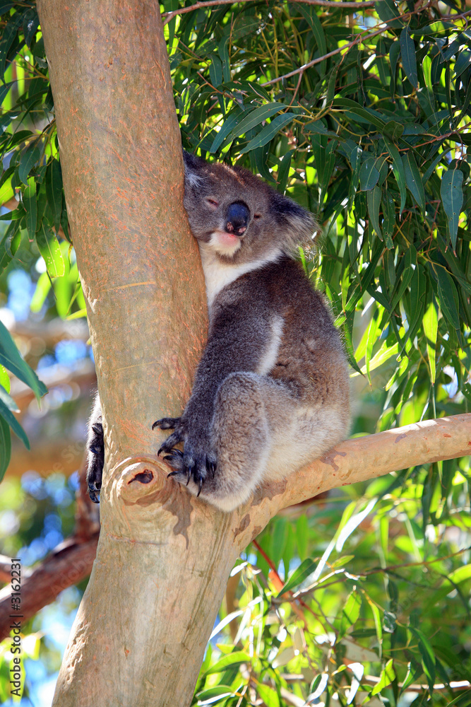 Fototapeta premium australien_07_ 0158