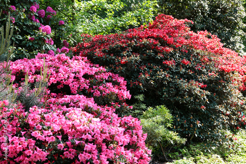 rhododendrons et azalées