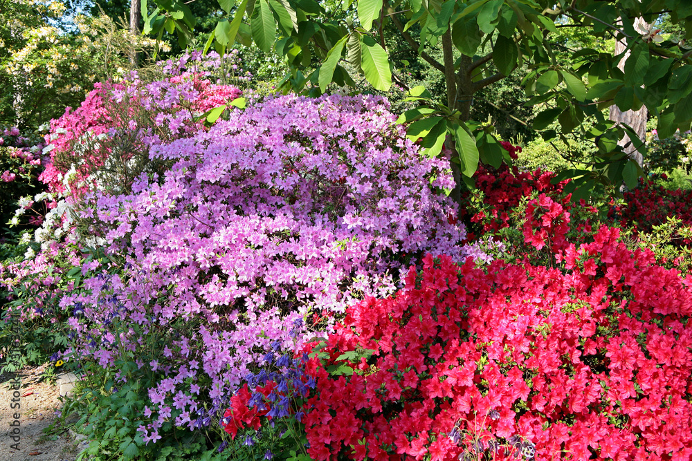 Obraz premium rhododendrons