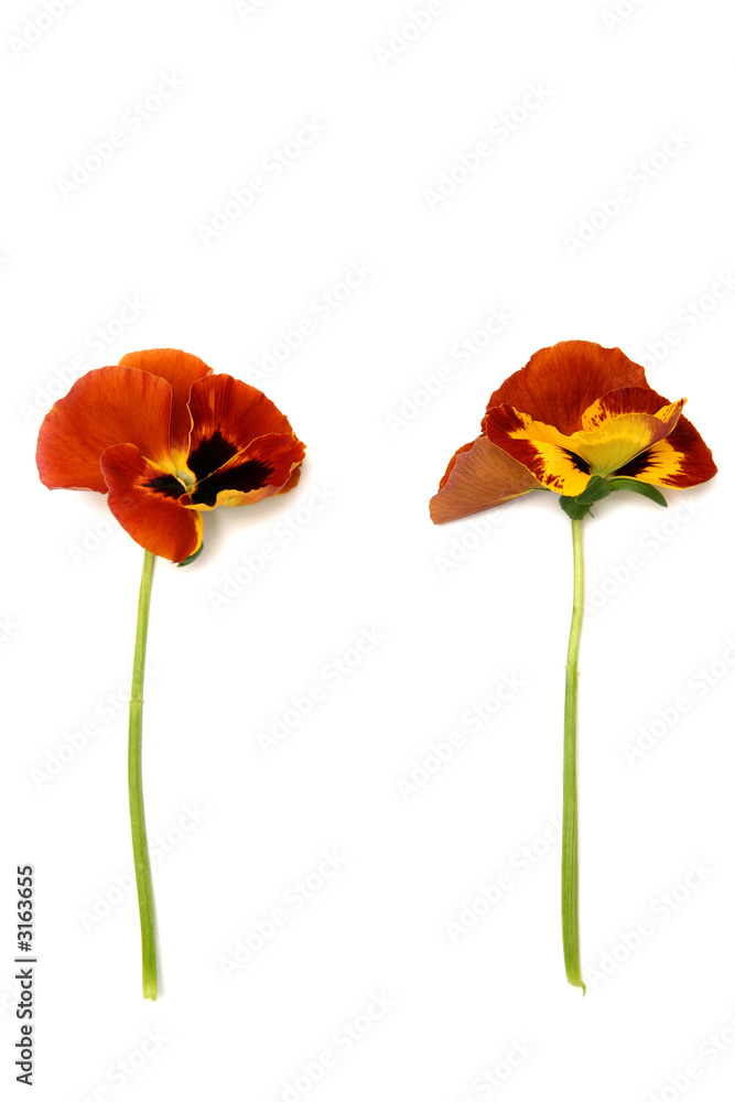 Naklejka premium pansy