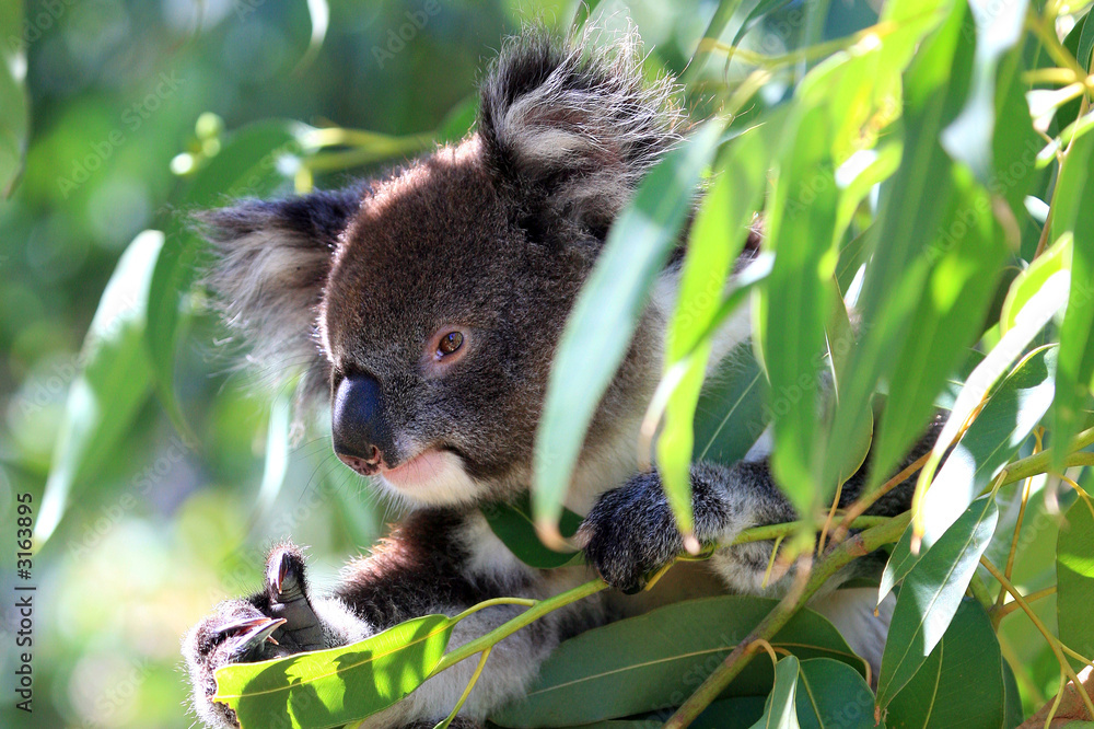 Fototapeta premium australien_07_ 0205,02