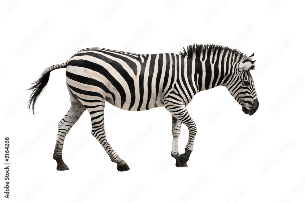 Fototapeta premium zebra