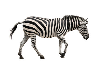Fototapete Zebra Einzelnes Zebra im Profil  © Worldwide travel
