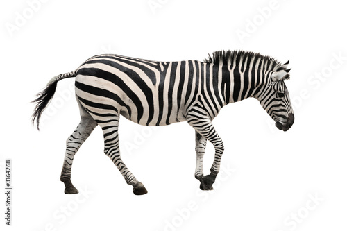 Fotografia zebra