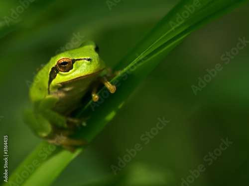 frog © Czintos Ödön