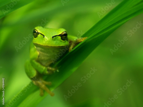 A green tree frog peeking through lush leaves, with a sharp focus on its eyes, set against a vibrant green, natural background.