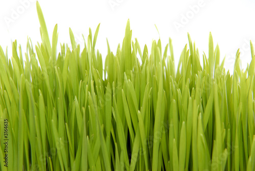 fresh grass isolated on white