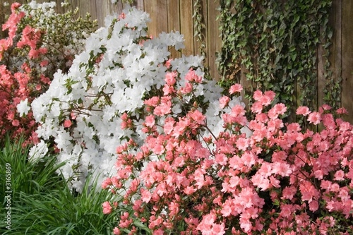 azaleas