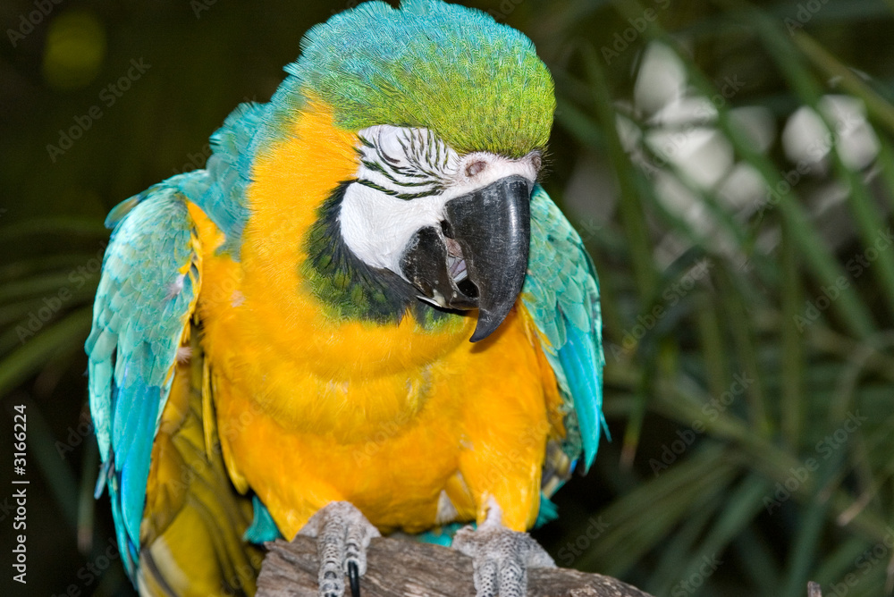 Obraz premium macaw
