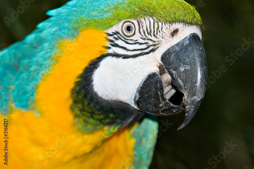 macaw