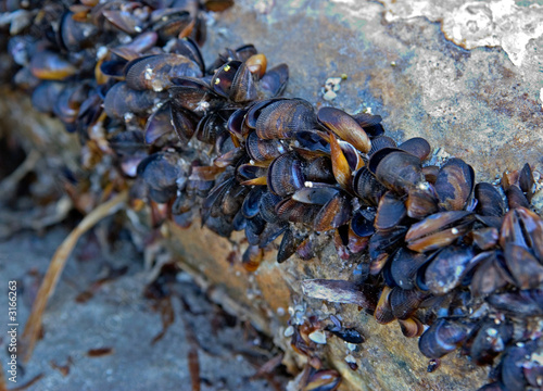 Fototapeta Naklejka Na Ścianę i Meble -  mussels