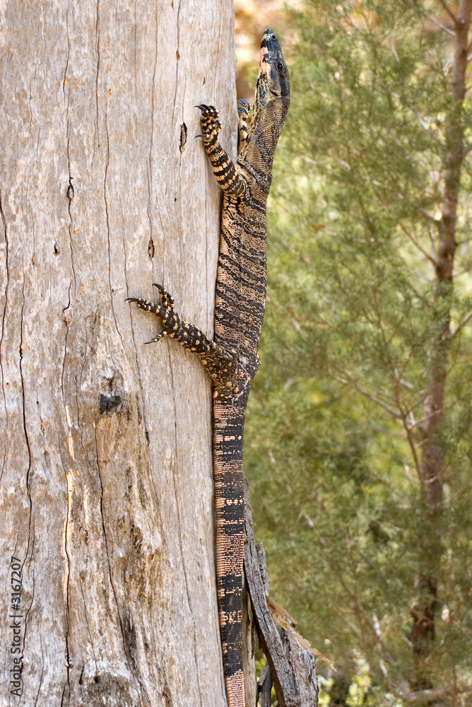 Fototapeta premium goanna up a tree