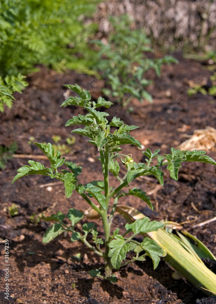 tomato plant tomato plant