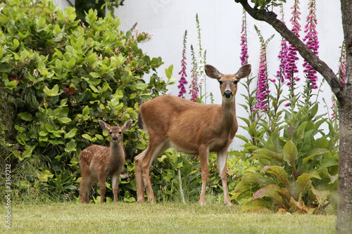 doe, fawn, and foxgloves