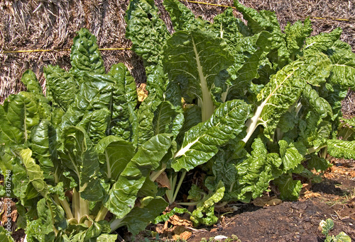 silverbeet photo