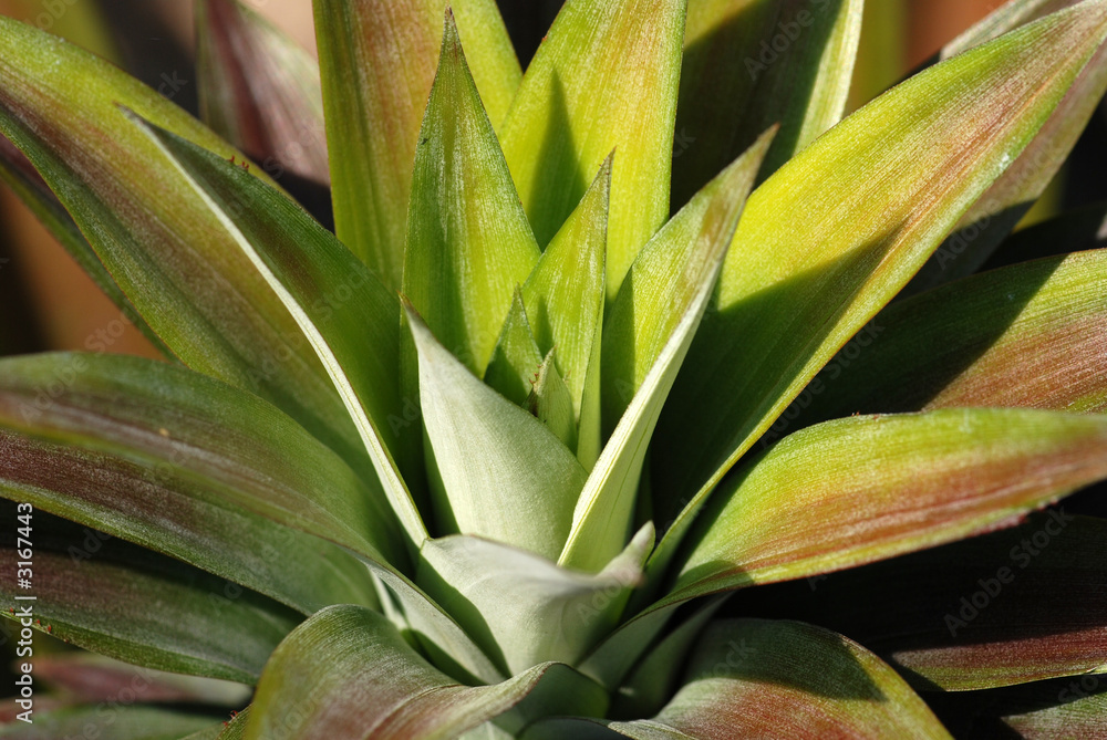 Obraz premium pine apple