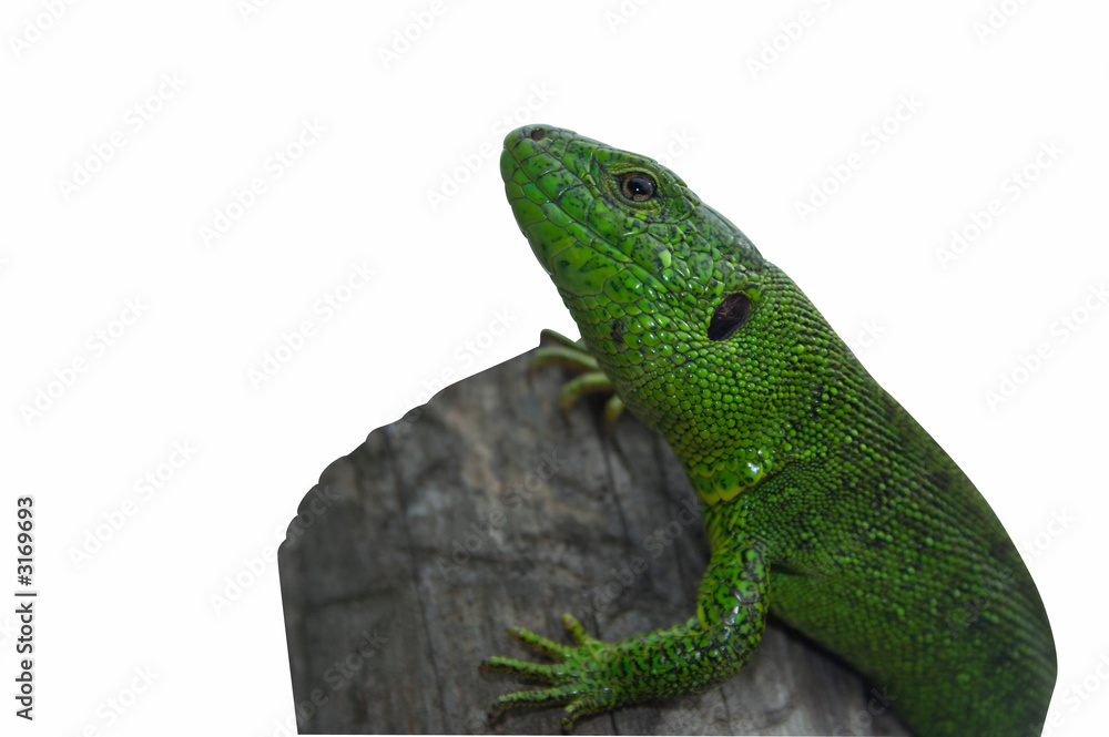 Fototapeta premium the lizard