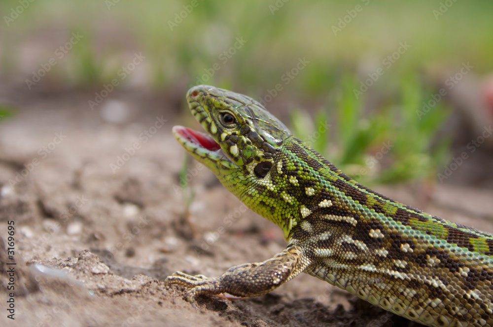 Fototapeta premium the lizard