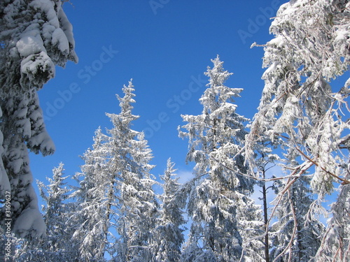 sapins sous la neige