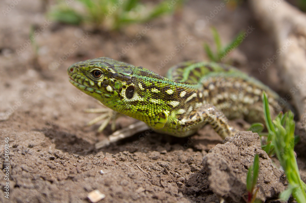 Obraz premium the lizard
