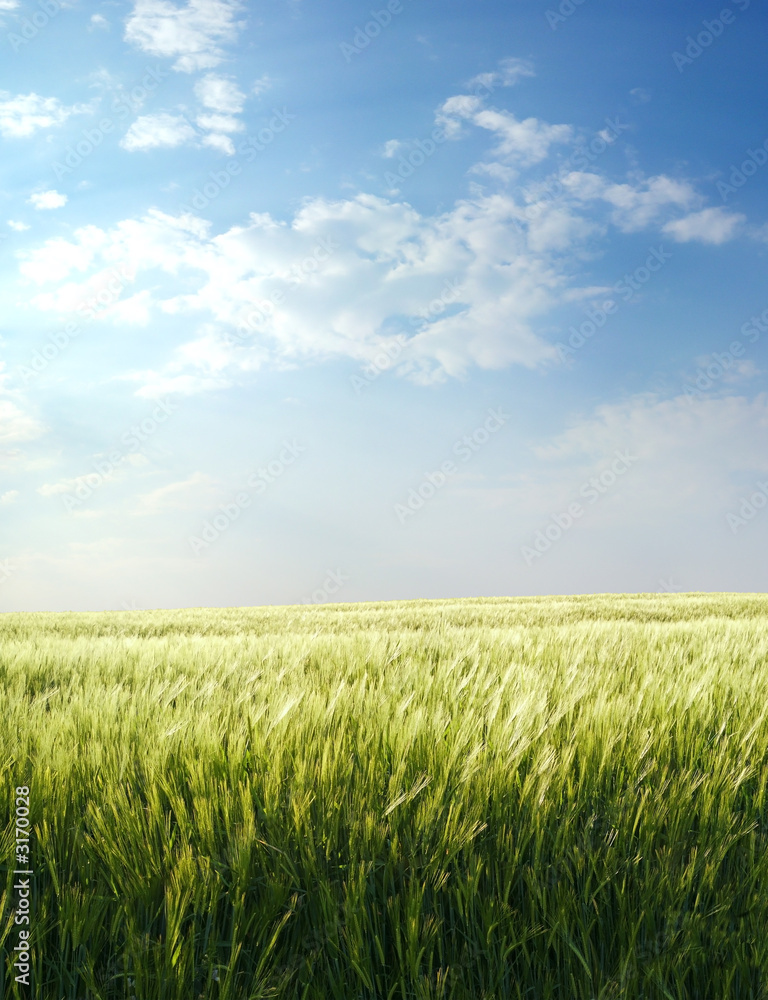 barley field over beautiful blue sky
