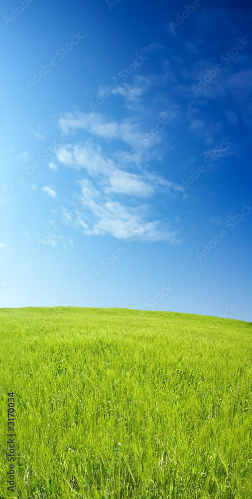 barley field over beautiful blue sky 2