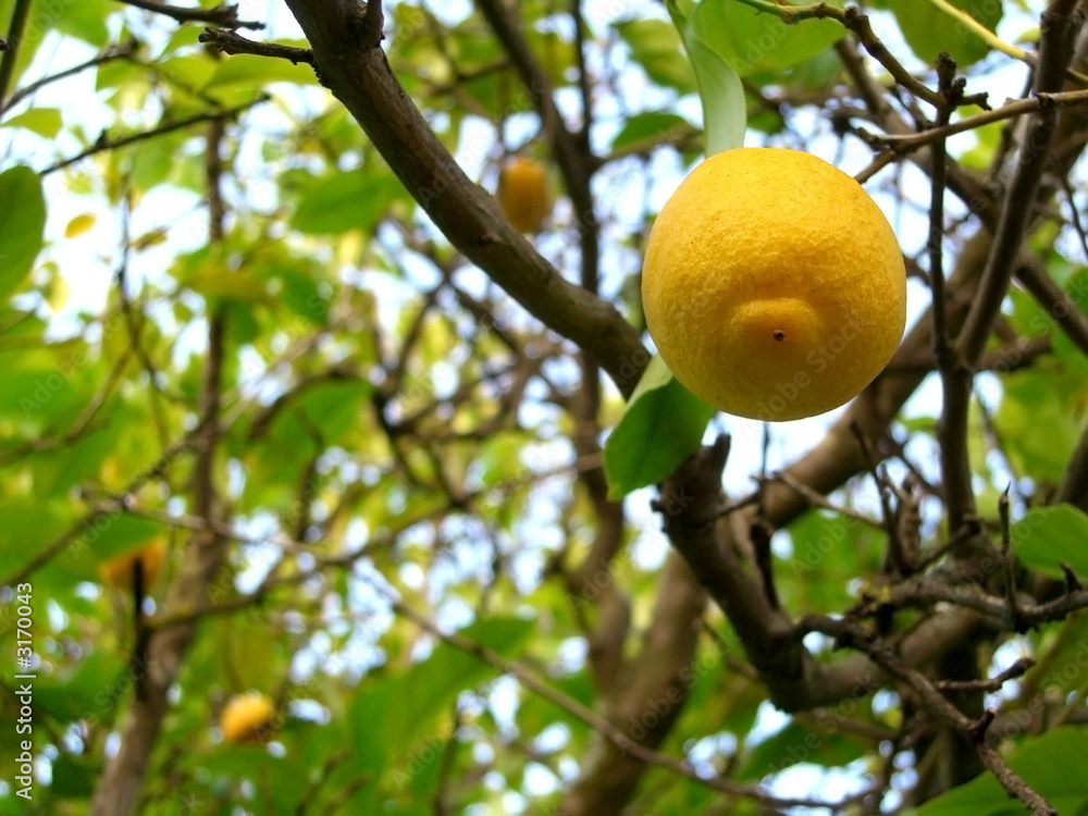 limão pendurado